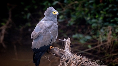 RETURN Africa Baobab Hill House Birdwatching